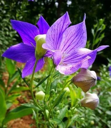 小芒果小桔梗的花语有何特别之处？