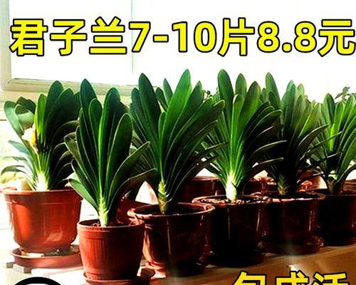 君子兰没根小苗的养护方法是什么？
