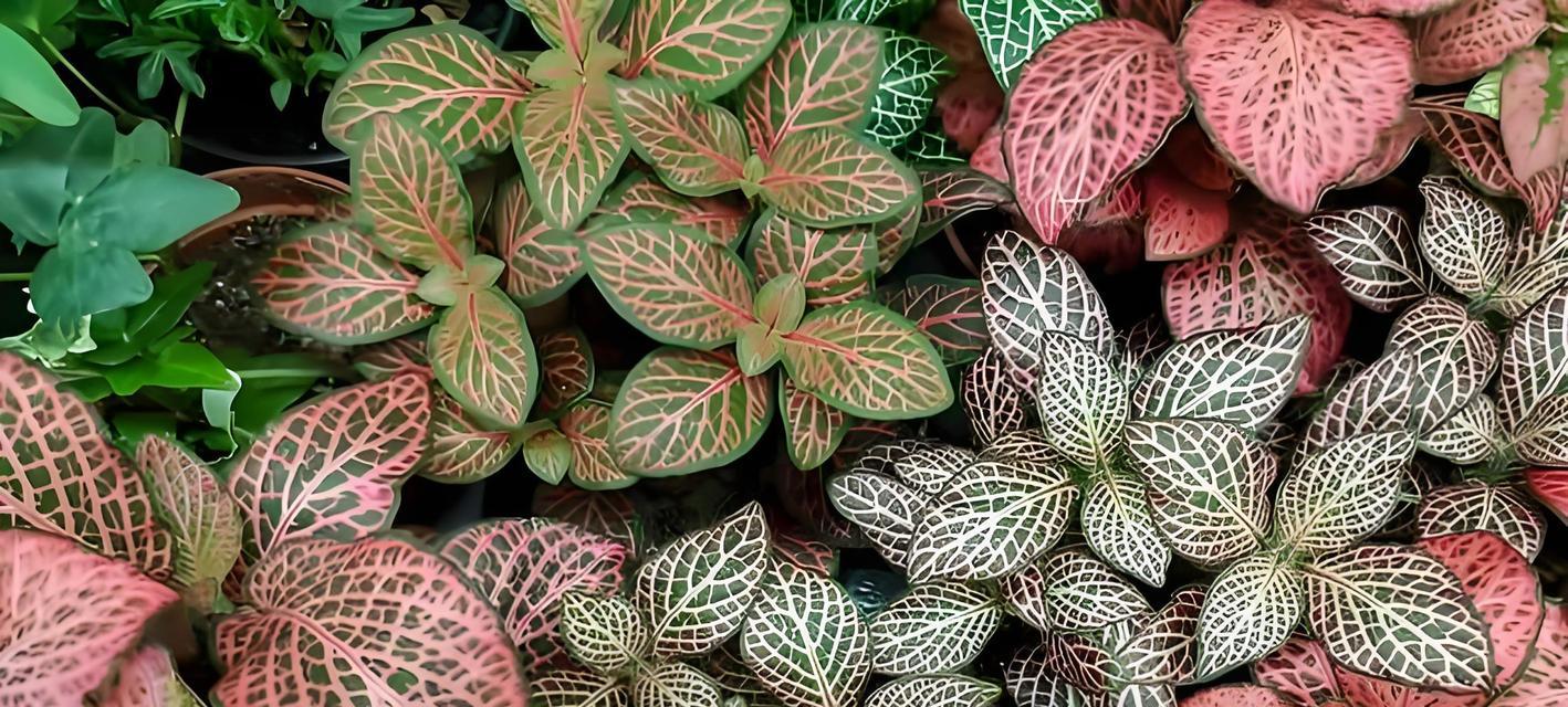瓦片种植仙人球的正确方法是什么？效果如何？