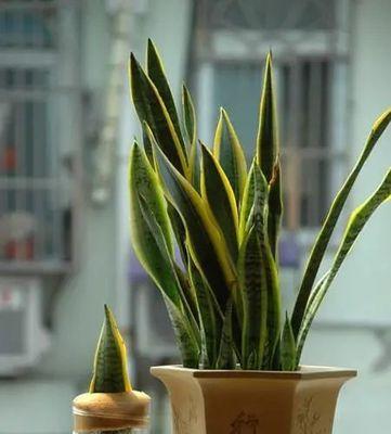 瓦片种植仙人球的正确方法是什么？效果如何？