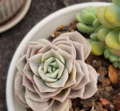 玫瑰花佩兰木香的养护技巧有哪些？如何处理常见问题？