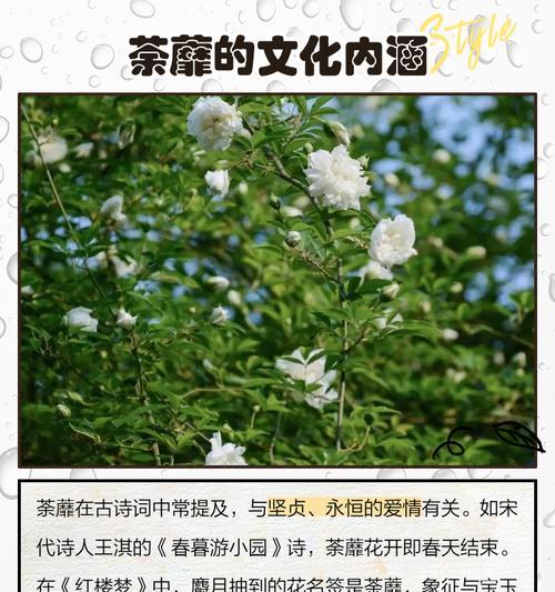 花语背后的寓意和故事是什么？它们有何深意？