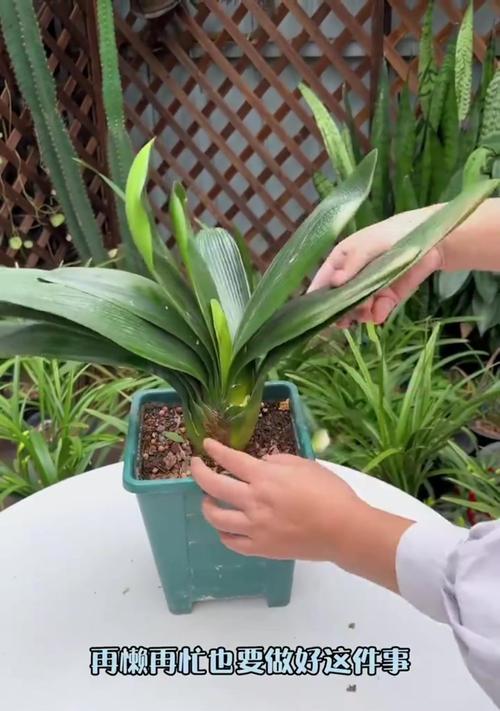 君子兰种子种植的步骤和注意事项？