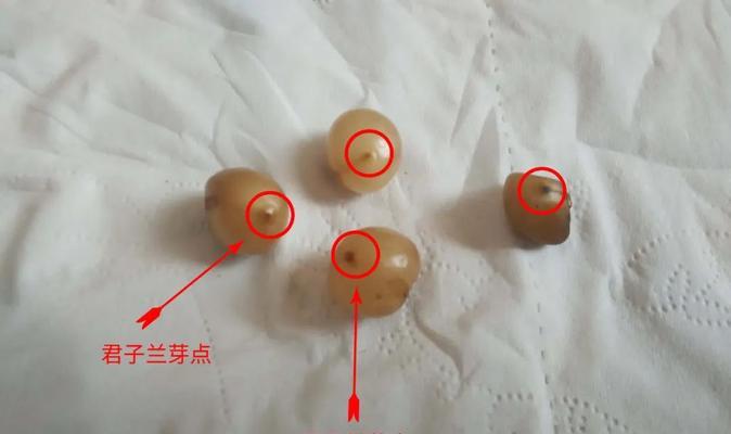 君子兰种子种植的步骤和注意事项？