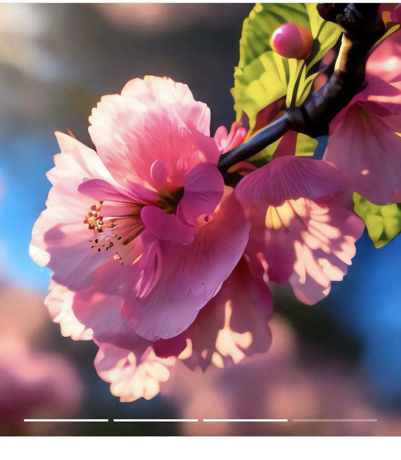 海棠花的花语对女生有何特别含义？