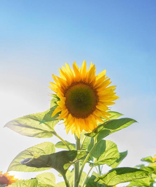 哪种花的花语代表希望？