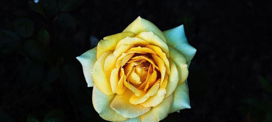 带花瓣的黄包玫瑰花的名称是什么？