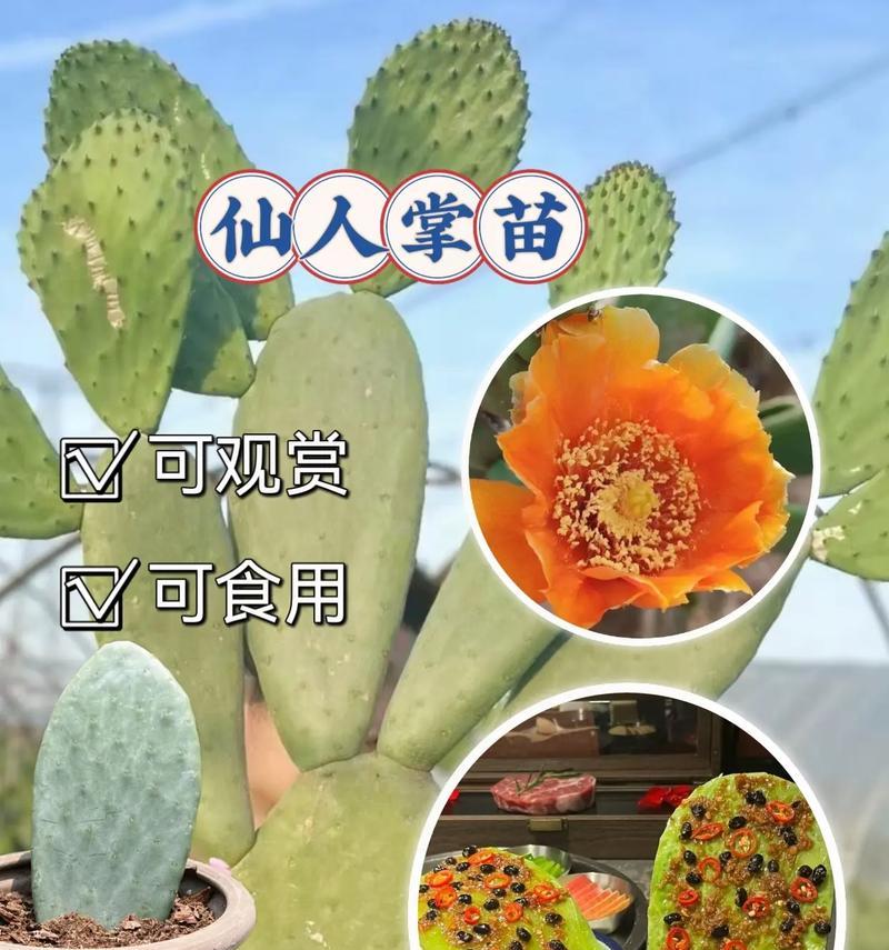 特别爱爆崽的仙人掌怎么养？特别爱爆崽的仙人掌的养护技巧有哪些？