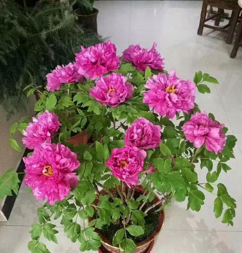 牡丹花小苗盆景的正确养护方法是什么？