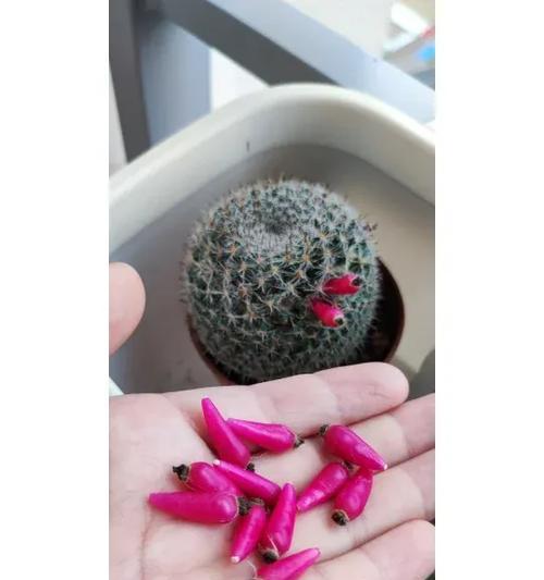玉翁仙人球养护秘诀是什么？