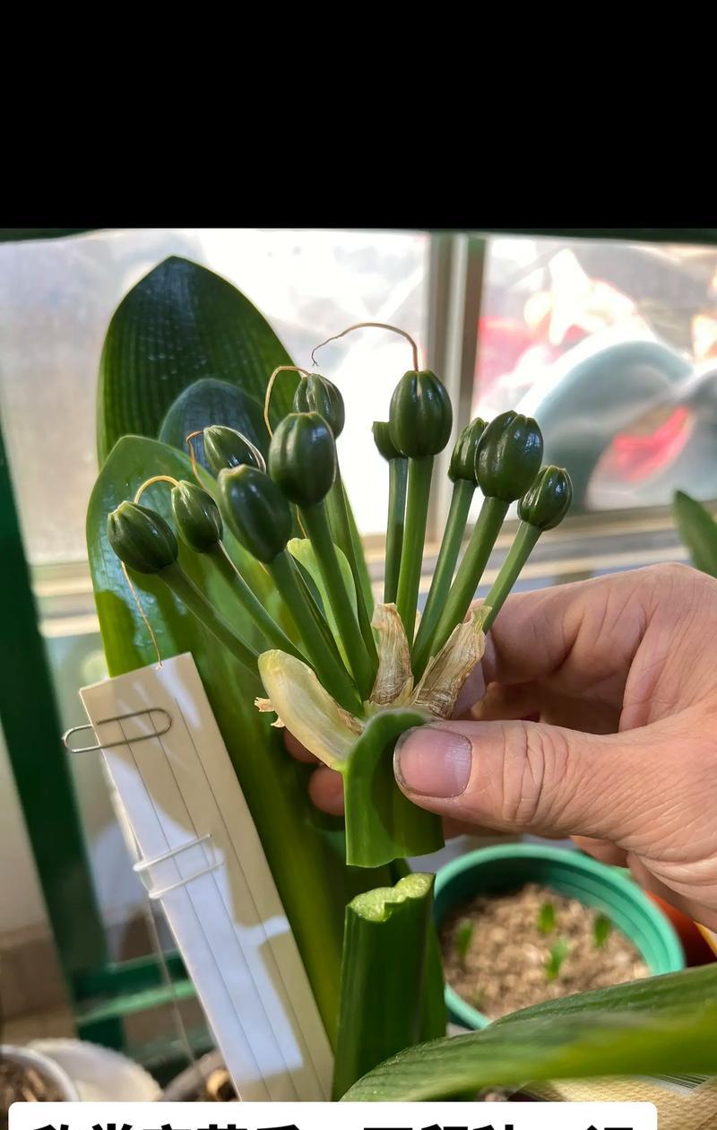 室内君子兰植物养护技巧有哪些？