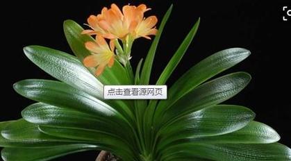 室内君子兰植物养护技巧有哪些？