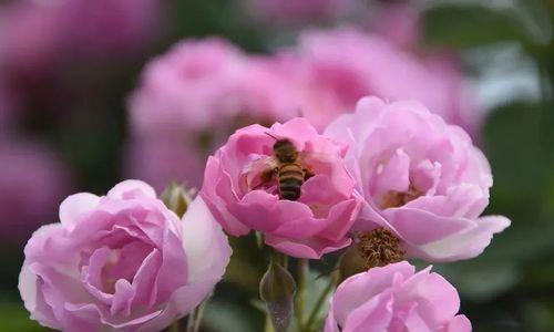 道具缓缓绽放的花语有何深意？