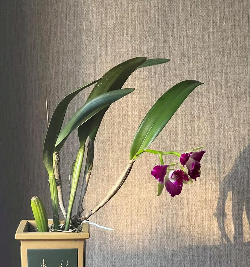 道具缓缓绽放的花语有何深意？