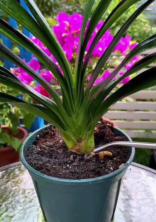 室内君子兰植物养护技巧有哪些？