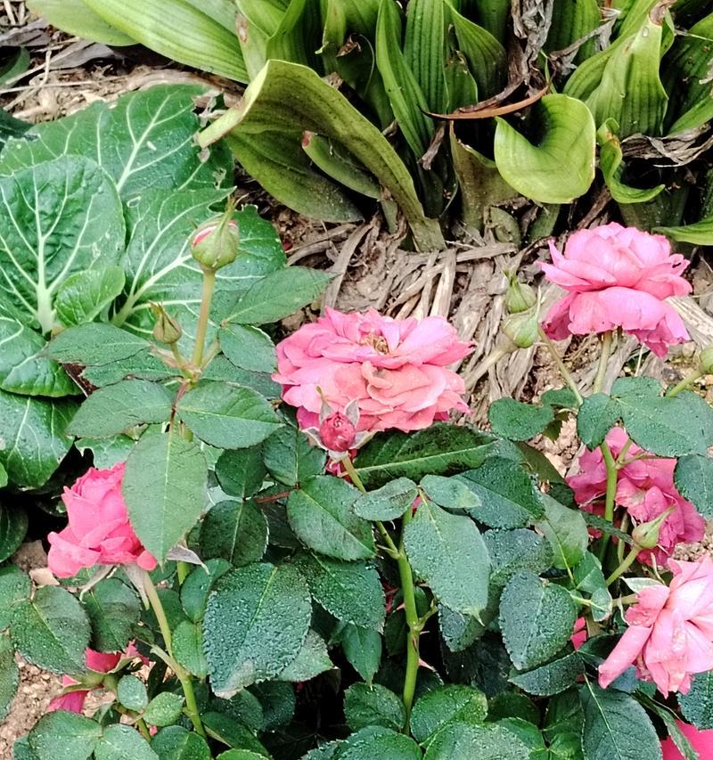 苔藓石英玫瑰花的特殊养护需求是什么？