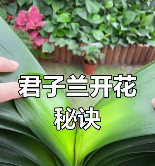 君子兰不开花怎么办？