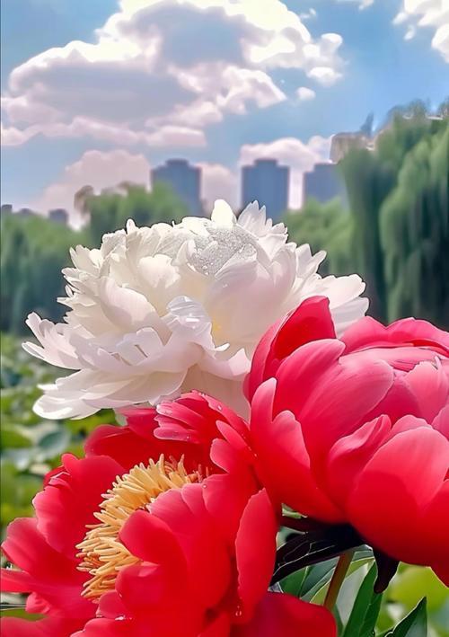 男朋友送了一只牡丹花代表什么？牡丹花的花语是什么？