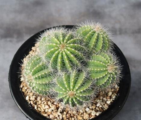 仙人球双色白檀的养护技巧是什么？好养吗？