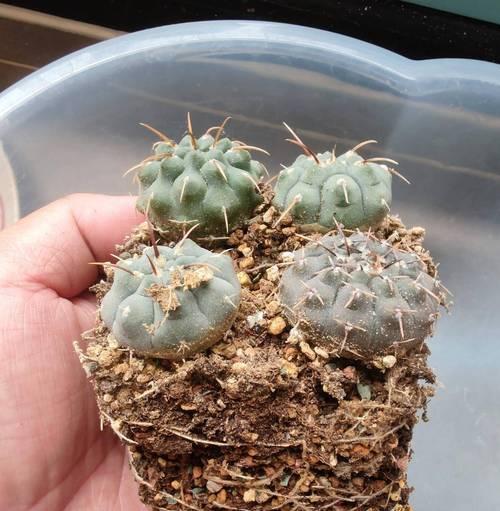 仙人球的浇水方法是什么？如何正确洒水？