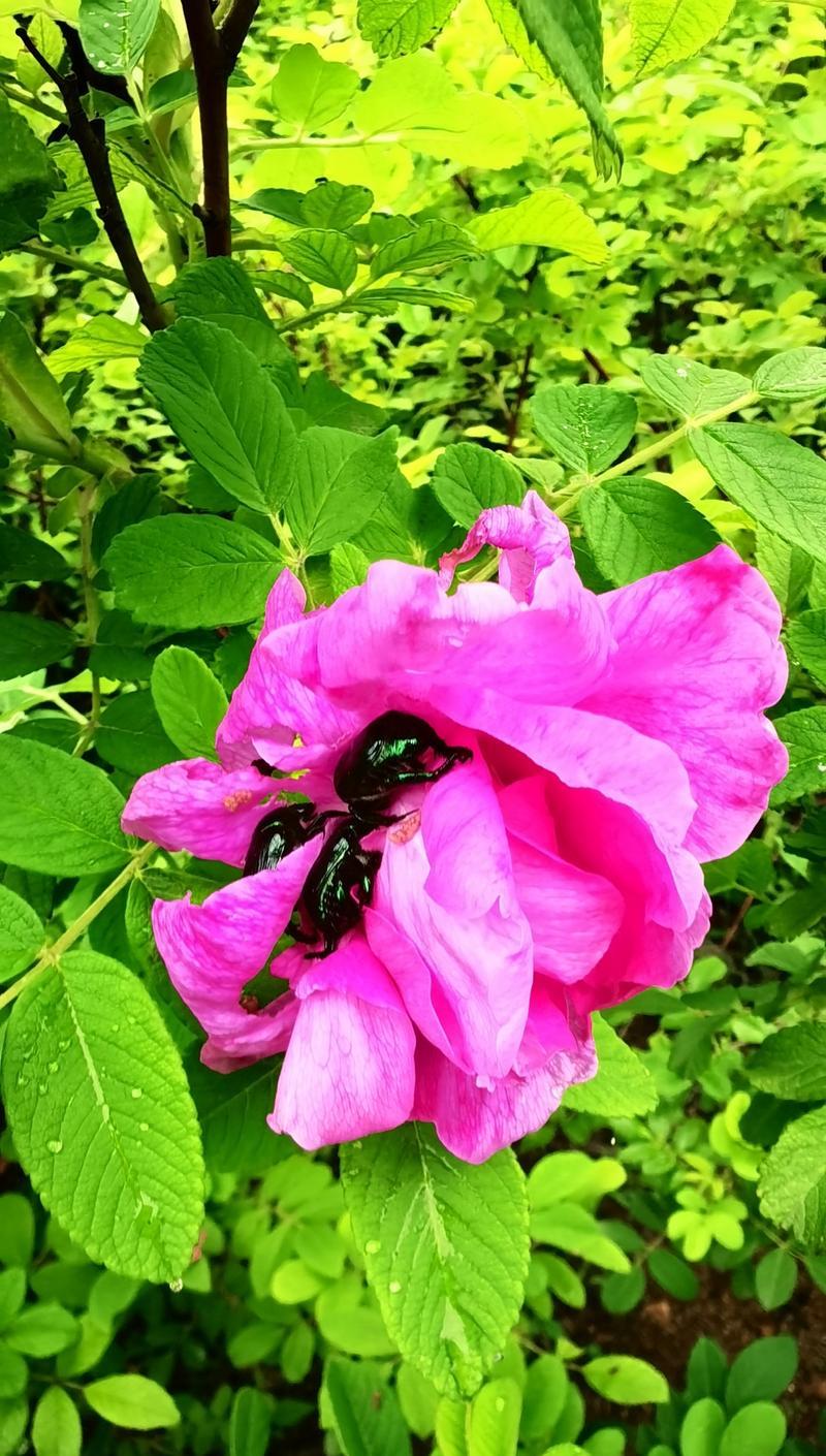 玫瑰花种植时吸引的虫子有哪些？