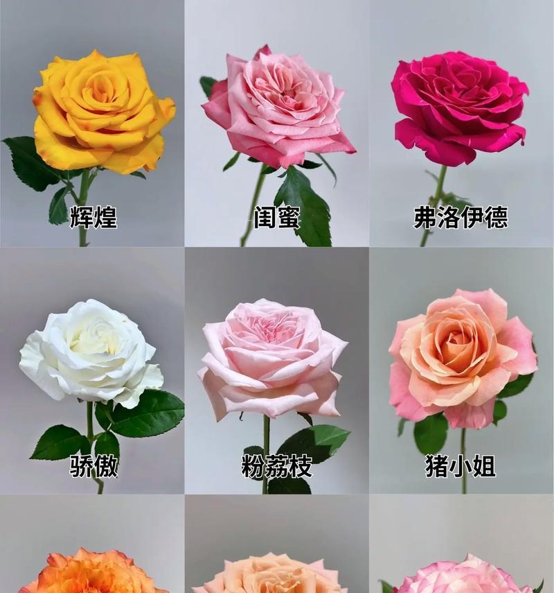 不同颜色玫瑰的花语有何区别？