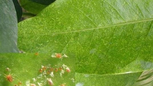 玫瑰花种植时吸引的虫子有哪些？