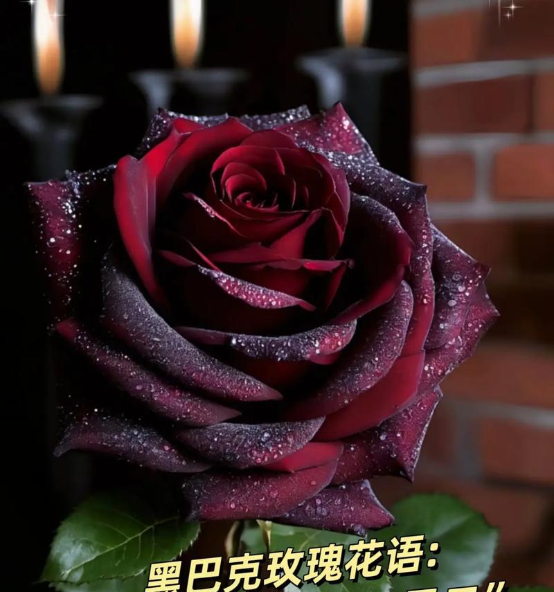 黑纱红玫瑰花语有何深意？
