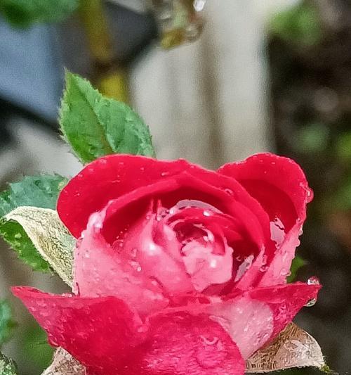 “无心”这一花语对应的是哪种花？