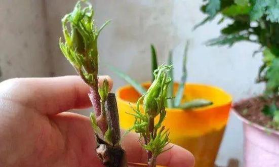牡丹花不开花怎么办？如何养护才能开花？