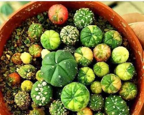 黑蝎子仙人球繁殖速度快吗？正确的养护方法是什么？