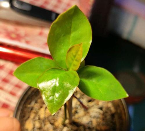 黑蝎子仙人球繁殖速度快吗？正确的养护方法是什么？