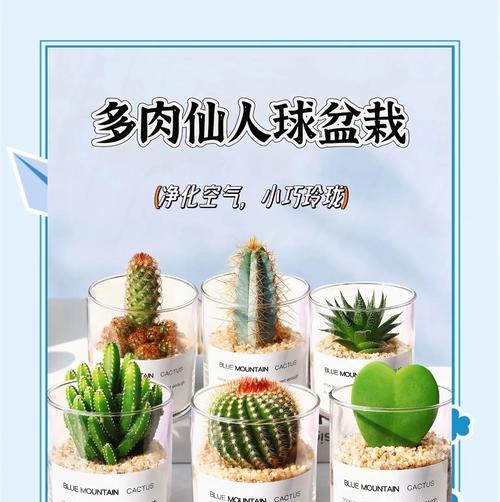玻璃缸仙人球的养护方法是什么？