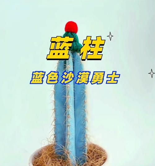 仙人掌的养殖方法是什么？有哪些技巧？
