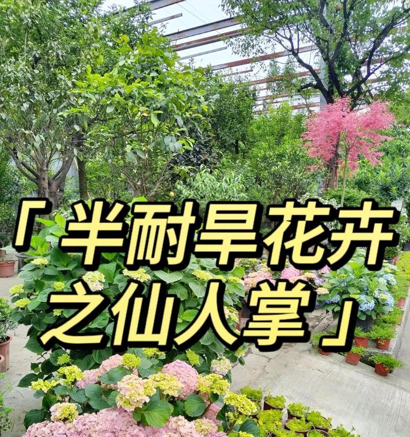 仙人掌的养殖方法是什么？有哪些技巧？
