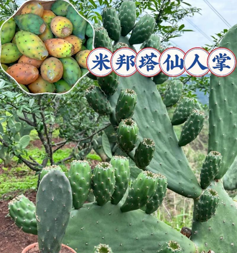 仙人掌的养殖方法是什么？有哪些技巧？