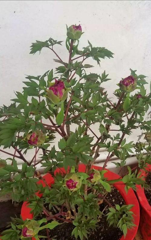 牡丹花打叶子的正确方法是什么？怎样才能保持美观？