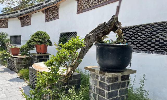 蔡少芬的花语有何深意？它代表了什么？