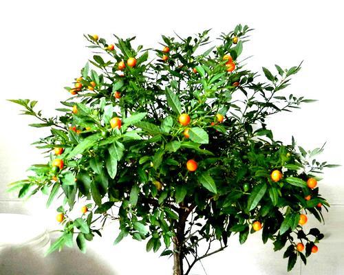蔡少芬的花语有何深意？它代表了什么？