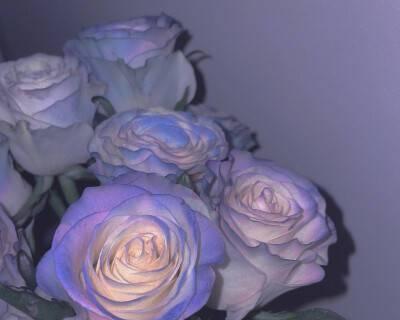 桑扶兰的花语代表什么含义？
