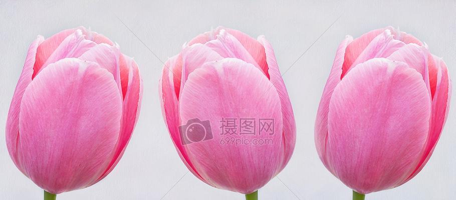 桑扶兰的花语代表什么含义？