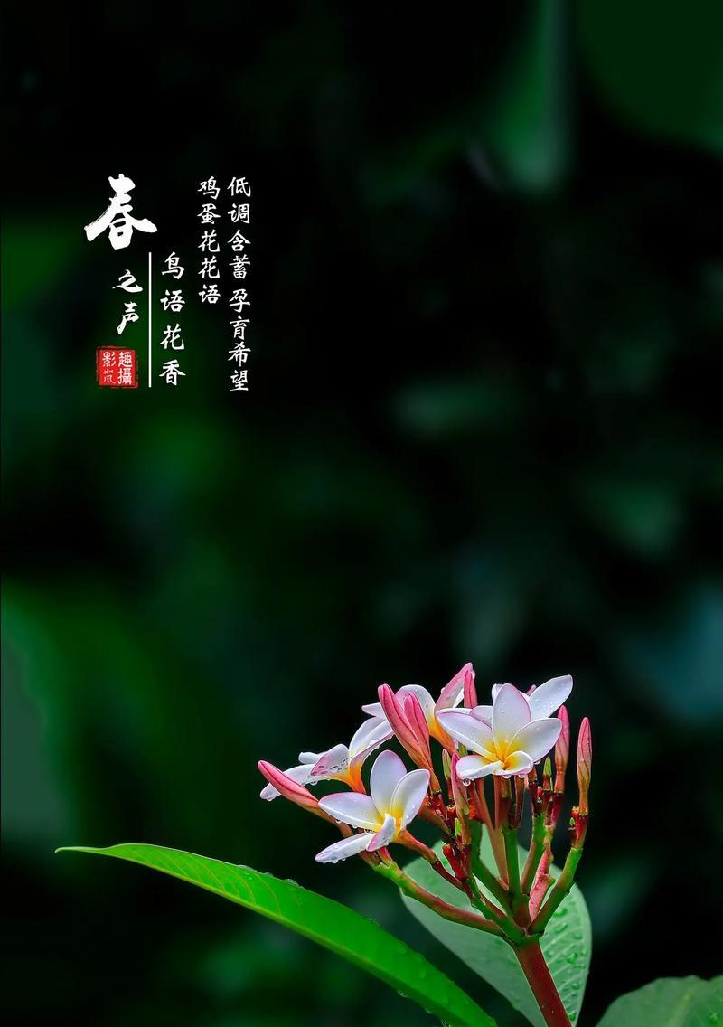 十二月祈愿时应该选择哪种花语？