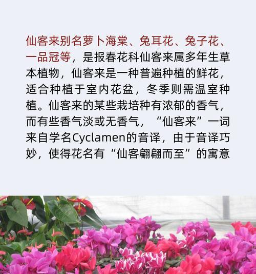 十二月祈愿时应该选择哪种花语？