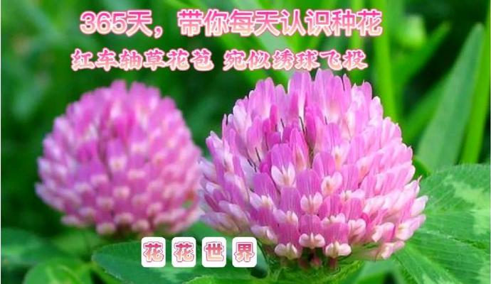 十二月祈愿时应该选择哪种花语？
