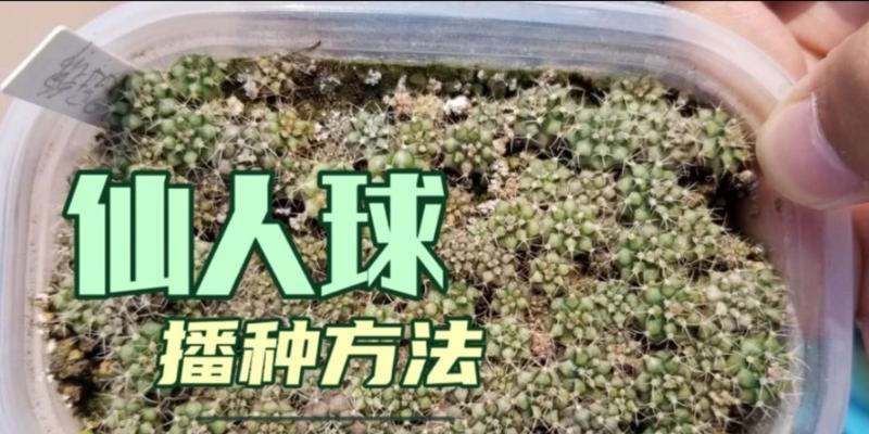 购买的仙人球种植步骤是什么？