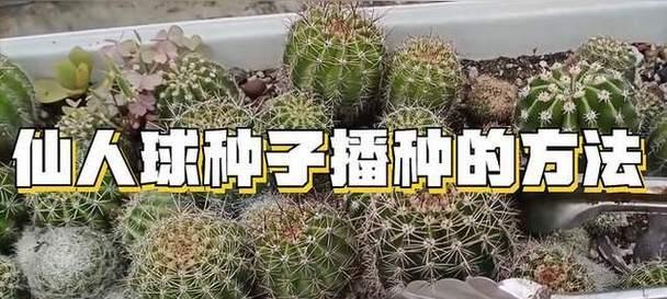 购买的仙人球种植步骤是什么？
