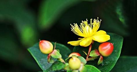 奶油桃子的花语是什么意思？它象征着什么？