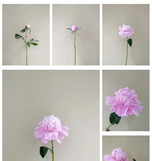 白色芍药花语象征着什么？它在花语中代表什么？