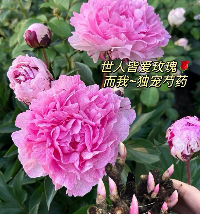 白色芍药花语象征着什么？它在花语中代表什么？