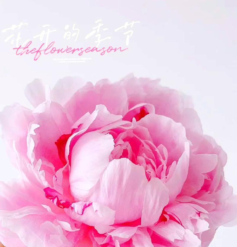 白色芍药花语象征着什么？它在花语中代表什么？